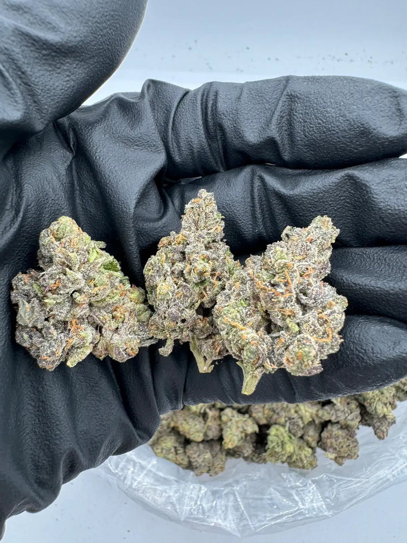 DS - Bulk Thca Indoor Exotic Flower - Blue Gelatti 32.83% - Indica - Bandit Distribution