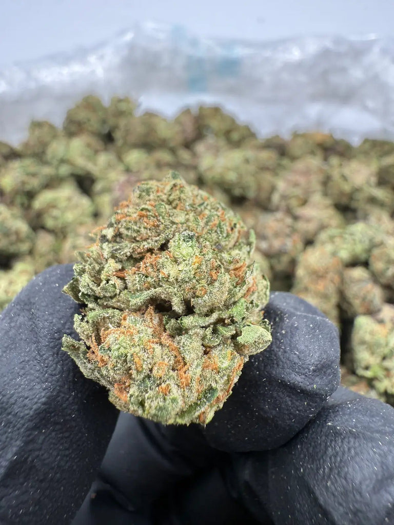 DS - Bulk Thca Indoor Exotic Flower - Miami Yayo 32.77% - Indica - Bandit Distribution