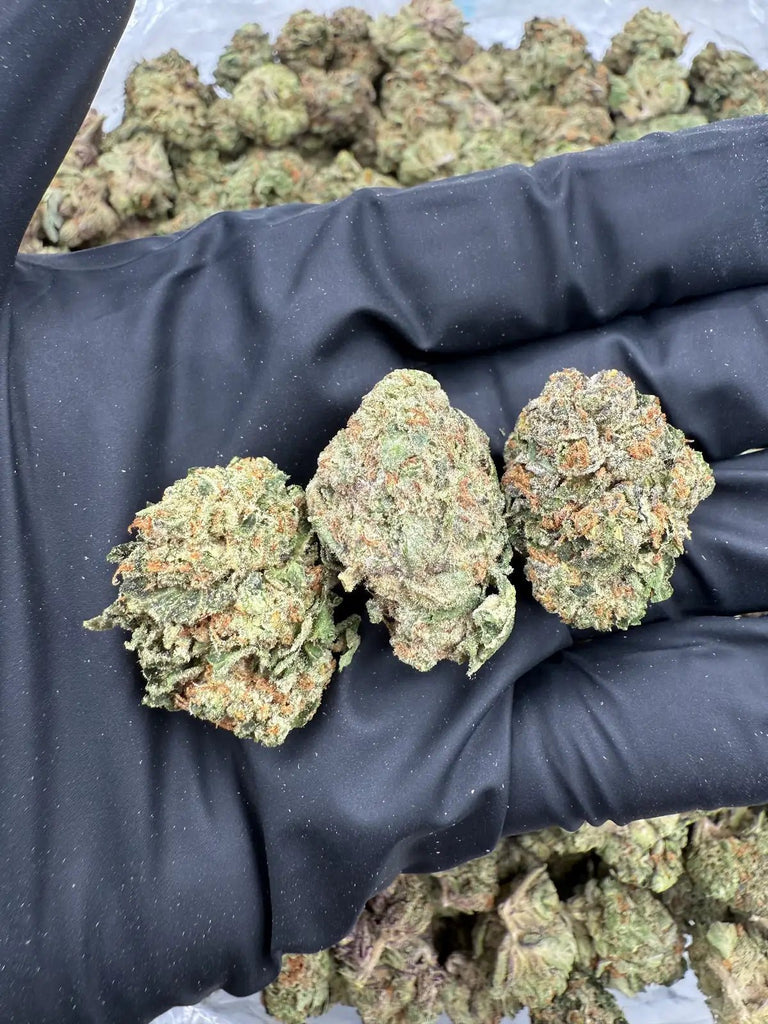 DS - Bulk Thca Indoor Exotic Flower - Miami Yayo 32.77% - Indica - Bandit Distribution