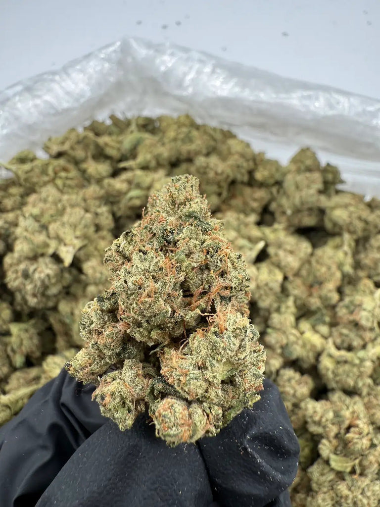 DS - Bulk Thca Indoor Exotic Flower - OG 33.38% - Indica - Bandit Distribution