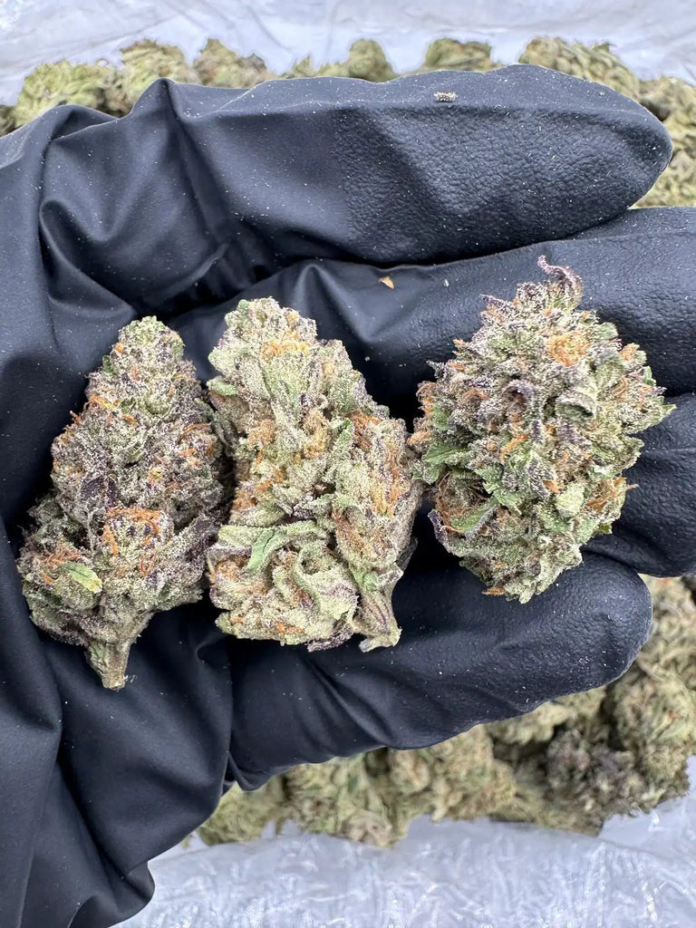 DS - Bulk Thca Indoor Exotic Flower - Purple Dream 31.71% - Indica - Bandit Distribution