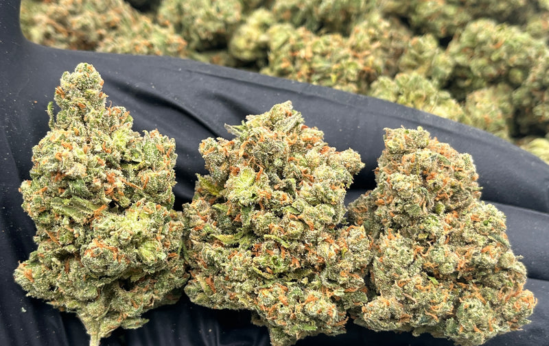 DS - Bulk Thca Indoor Plus Exotic - Cinderella 99 - 31.91%