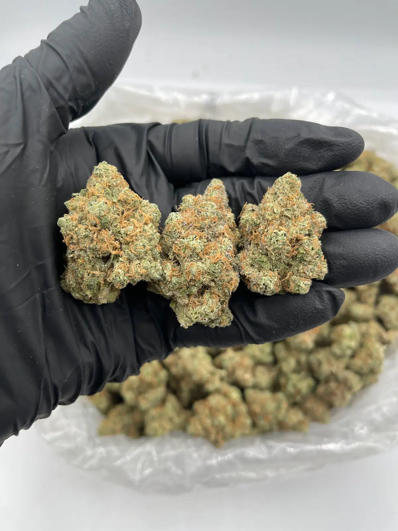 DS - Bulk Thca Indoor Exotic Flower - Mango Mentality 31.19% - Hybrid