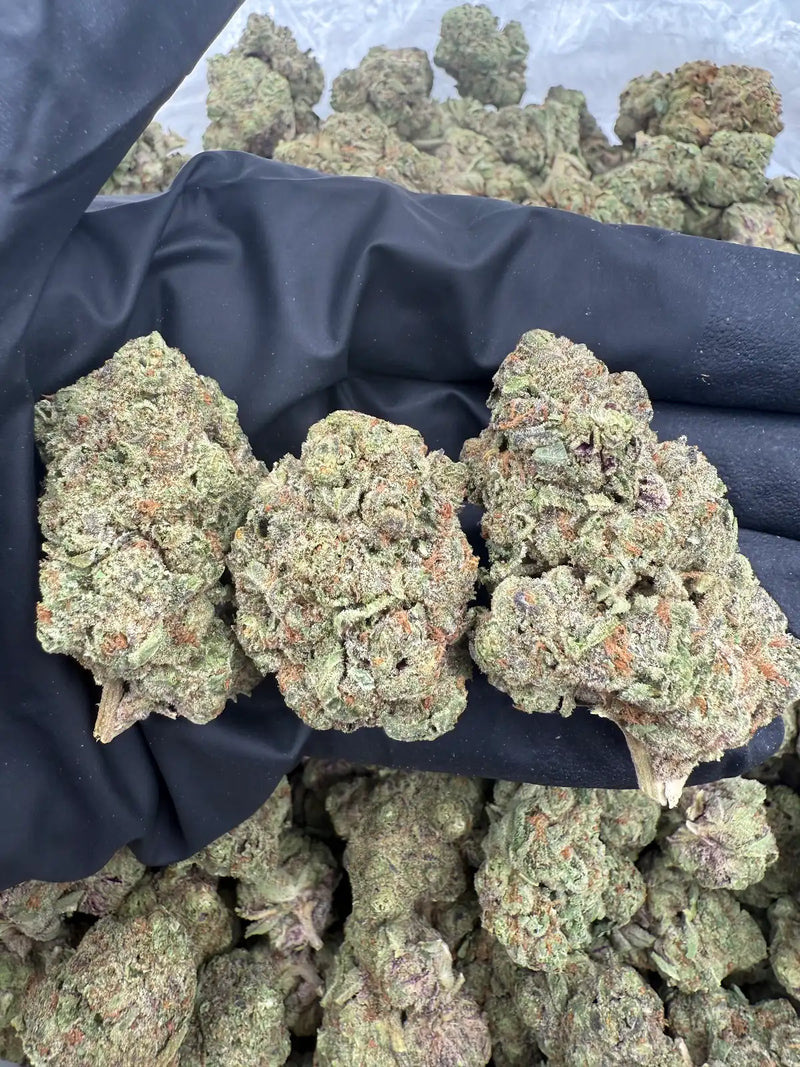 DS - Bulk Thca Indoor Exotic Flower - Candy Land 31.38% - Sativa