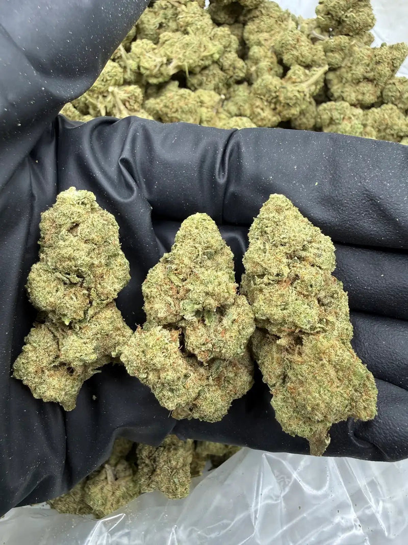 Bulk THCa AAA Depz - AppleScotti - 32.02% - 1LB - Bandit Distribution