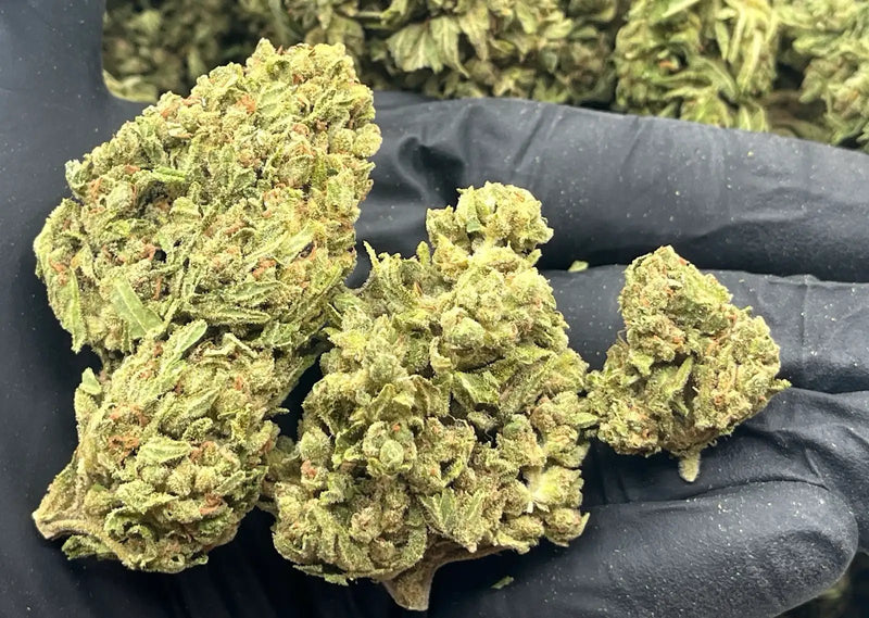 Bulk THCa AAA Depz - Blue Diesel - 33.26% - 1LB - Bandit Distribution