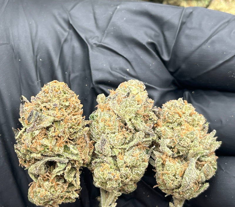 Bulk THCa AAA Depz - Blue Runtz - 29.34% - 1LB - Bandit Distribution