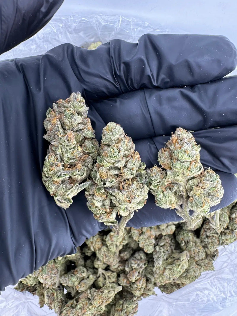 Bulk THCa AAA Depz - Gary Payton - 31.67% - 1LB - Bandit Distribution