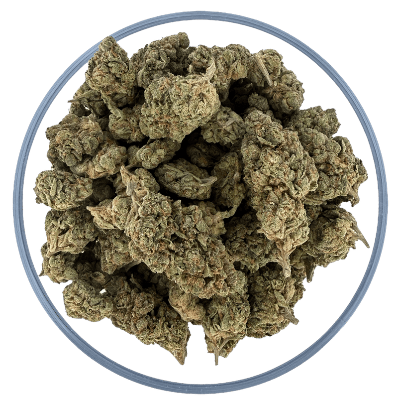 Bulk THCa AAA Depz - Gary Payton - 31.67% - Bandit Distribution