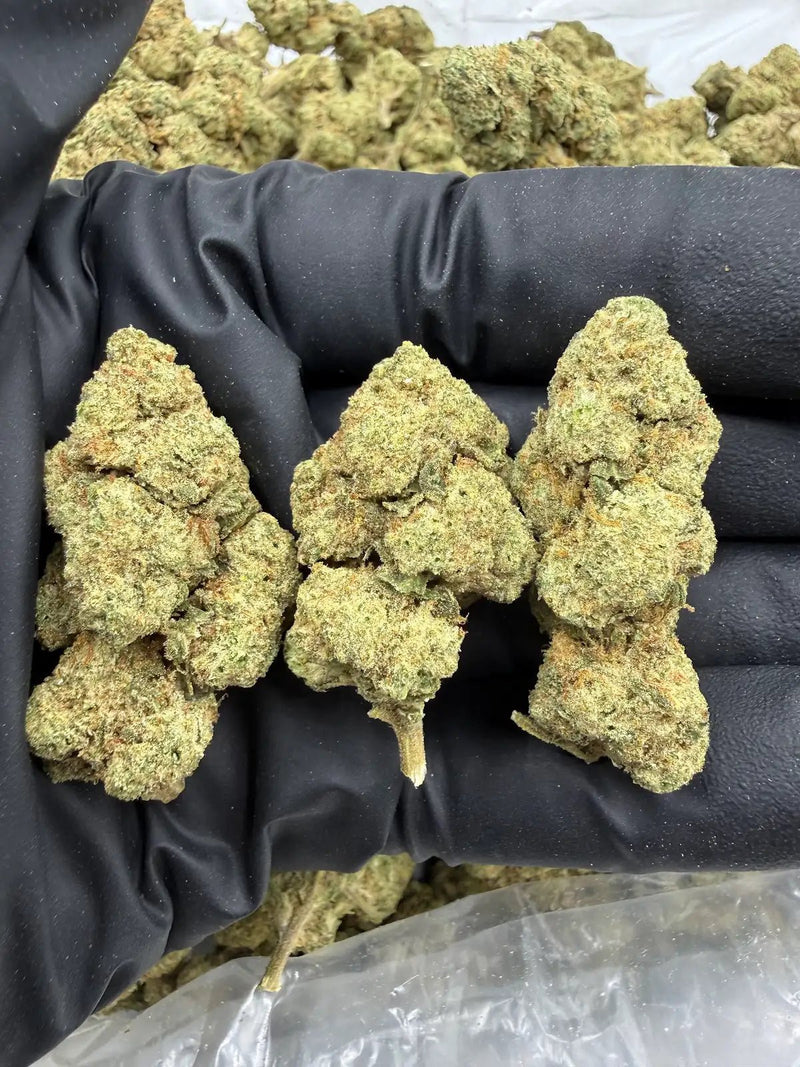 Bulk THCa AAA Depz - Golden Gas - 32.02% - 1LB - Bandit Distribution
