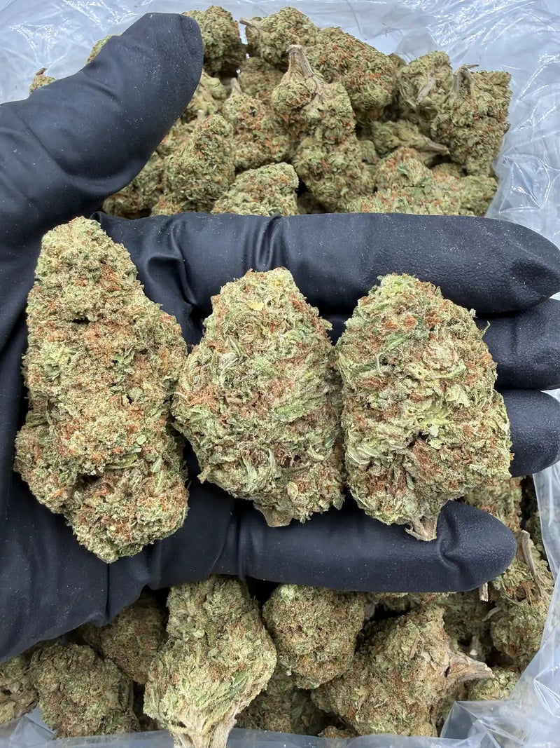 Bulk THCa AAA Depz - Jack Flash - 33.09% - 1LB - Bandit Distribution