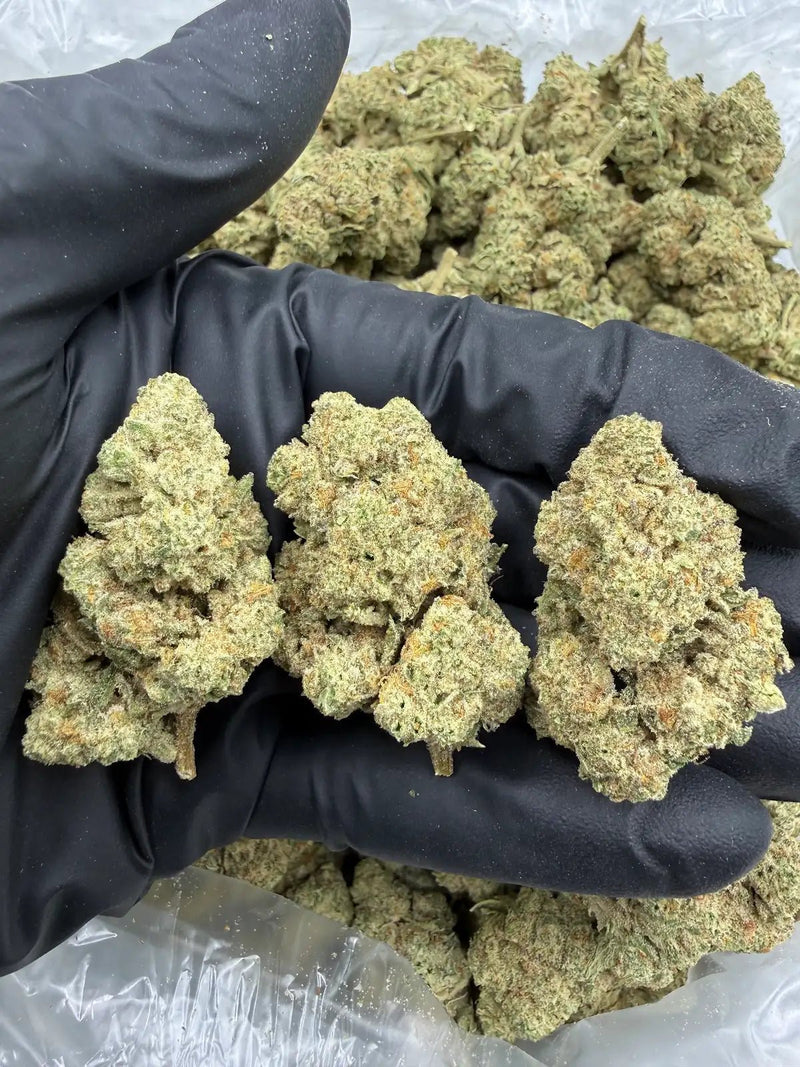 Bulk THCa AAA Depz - OreoZ Blizzard - 32.63% - 1LB - Bandit Distribution