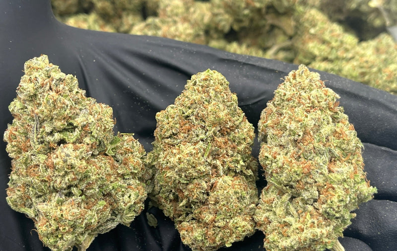 Bulk THCa AAA Depz PLUS - GMO Fa SHO - 31.81% - 1LB - Bandit Distribution
