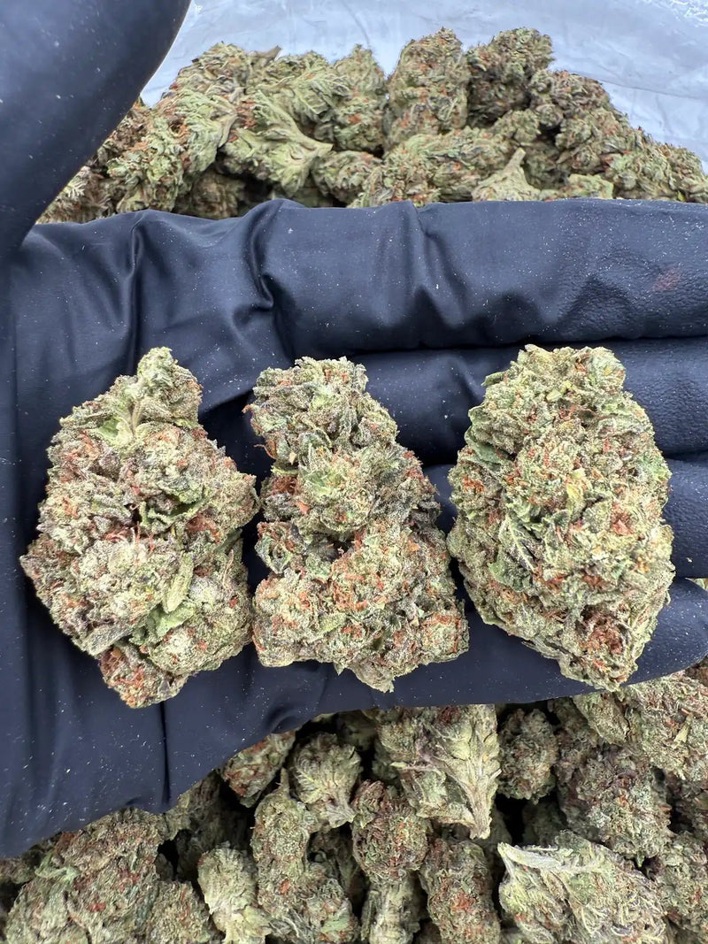 Bulk THCa AAA Depz PLUS - Ice Cream Cake - 28.04% - 1LB - Bandit Distribution