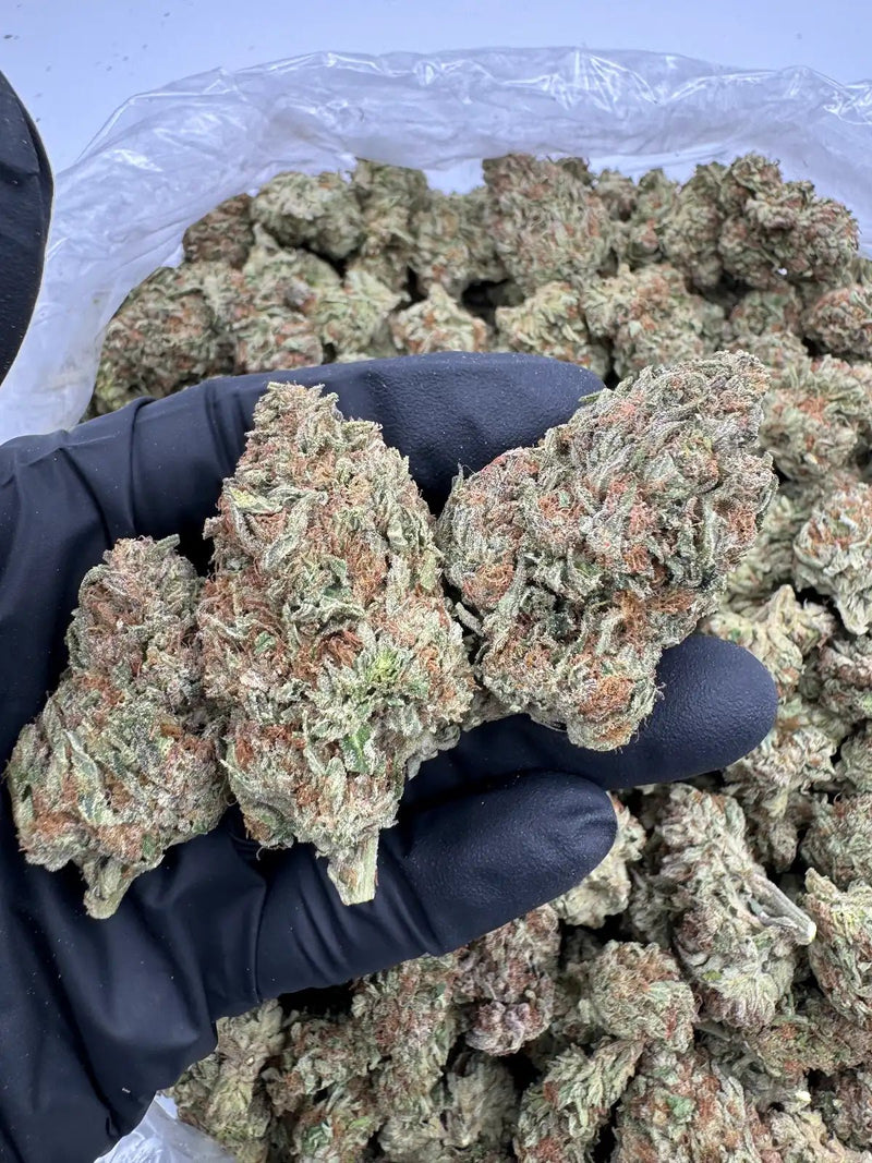 Bulk THCa AAA Depz PLUS - Papaya - 31.96% - 1LB - Bandit Distribution
