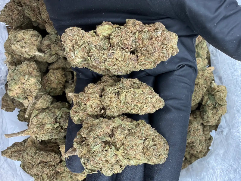 Bulk THCa AAA Depz PLUS - Tangerine Dream - 31% - 1LB - Bandit Distribution