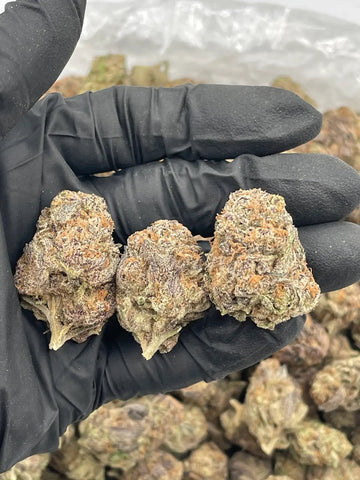 DS - Bulk Thca Indoor Exotic Flower - Blueberry Pancake 32.35% - Indica - Bandit Distribution