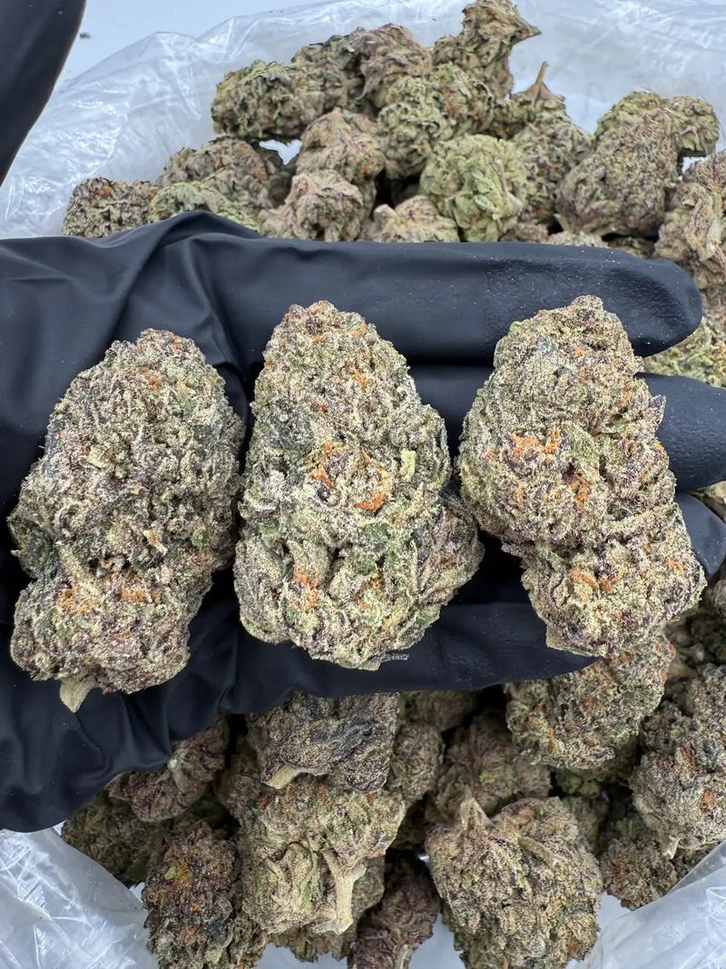 DS - Bulk Thca Indoor Exotic Flower - Bob Hope 30.72% - Indica - Bandit Distribution