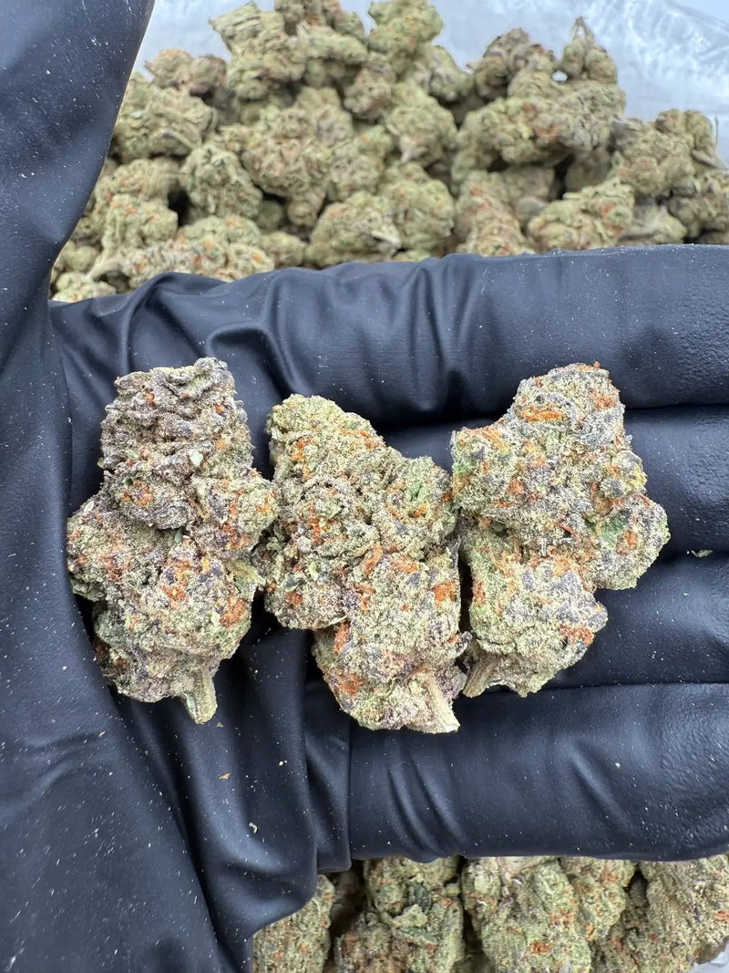 DS - Bulk Thca Indoor Exotic Flower - Canal ST Runtz 28.46% - Indica - Bandit Distribution