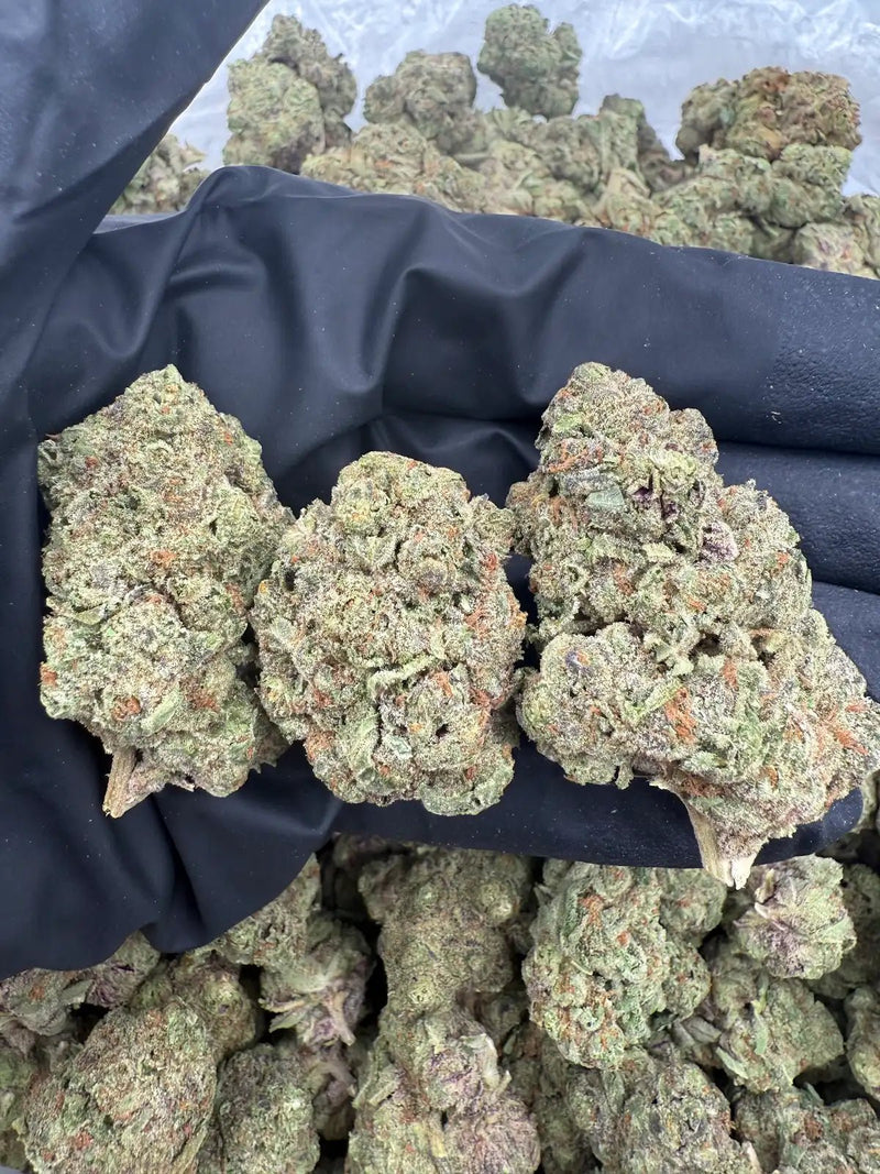 DS - Bulk Thca Indoor Exotic Flower - Candy Land 31.38% - Sativa - Bandit Distribution