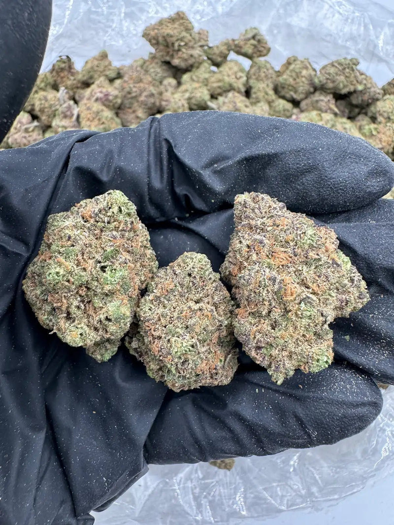 DS - Bulk Thca Indoor Exotic Flower - Cheddar Cheese 27.68% - Hybrid - Bandit Distribution