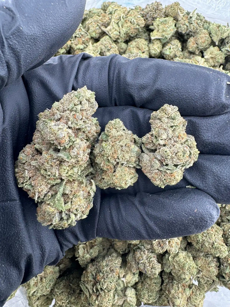 DS - Bulk Thca Indoor Exotic Flower - Frost 31.29% - Sativa - Bandit Distribution