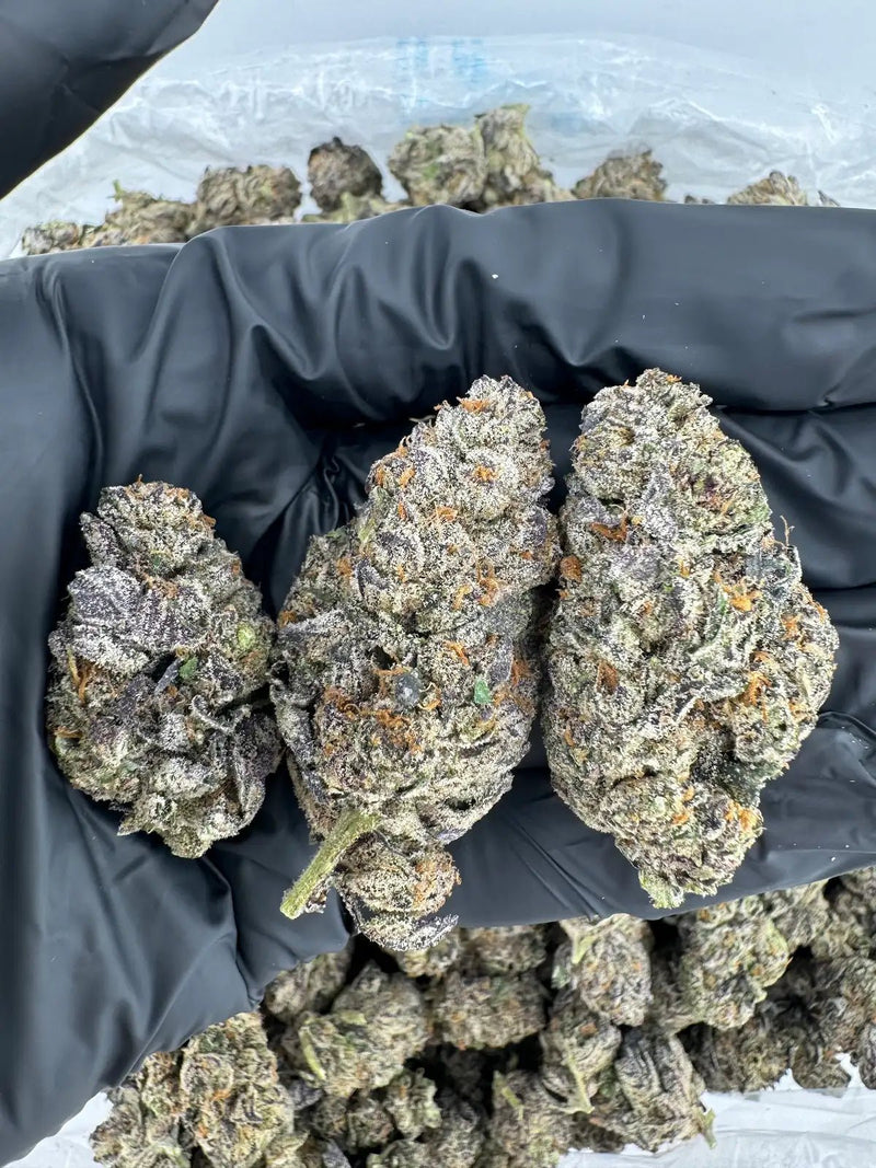 DS - Bulk Thca Indoor Exotic Flower - GSC 32.91% - Indica - Bandit Distribution