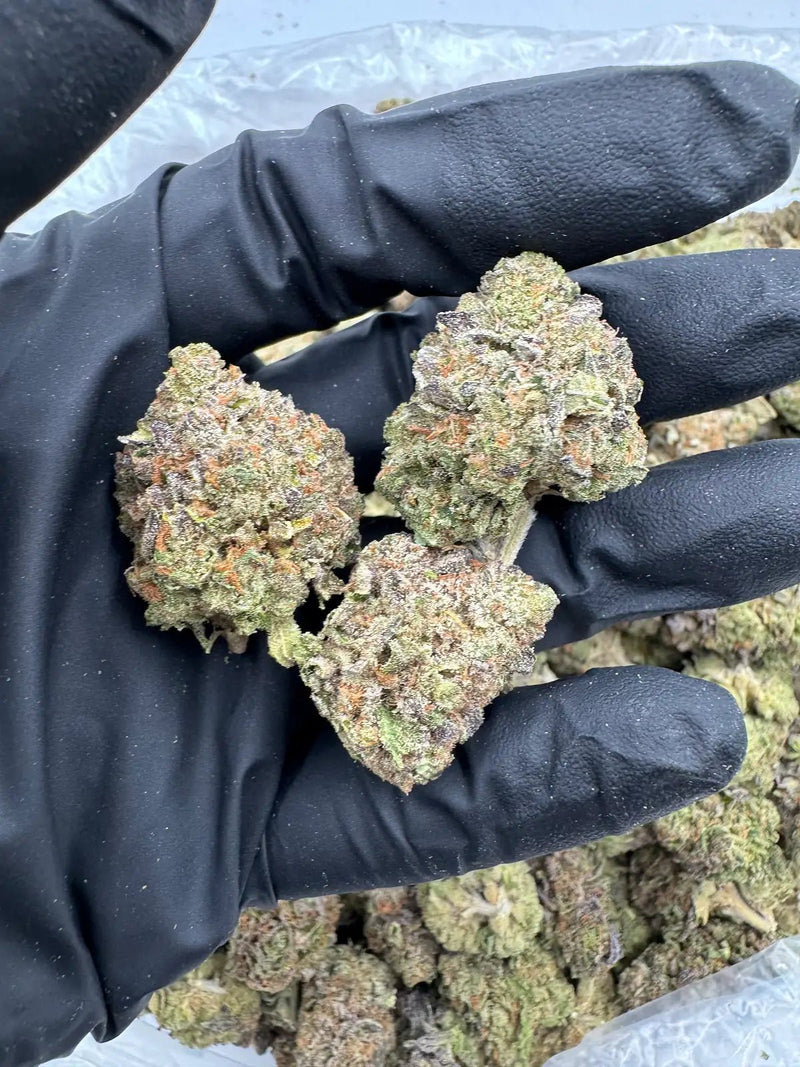 DS - Bulk Thca Indoor Exotic Flower - Hindu Skiddlez 33.38% - Indica - Bandit Distribution