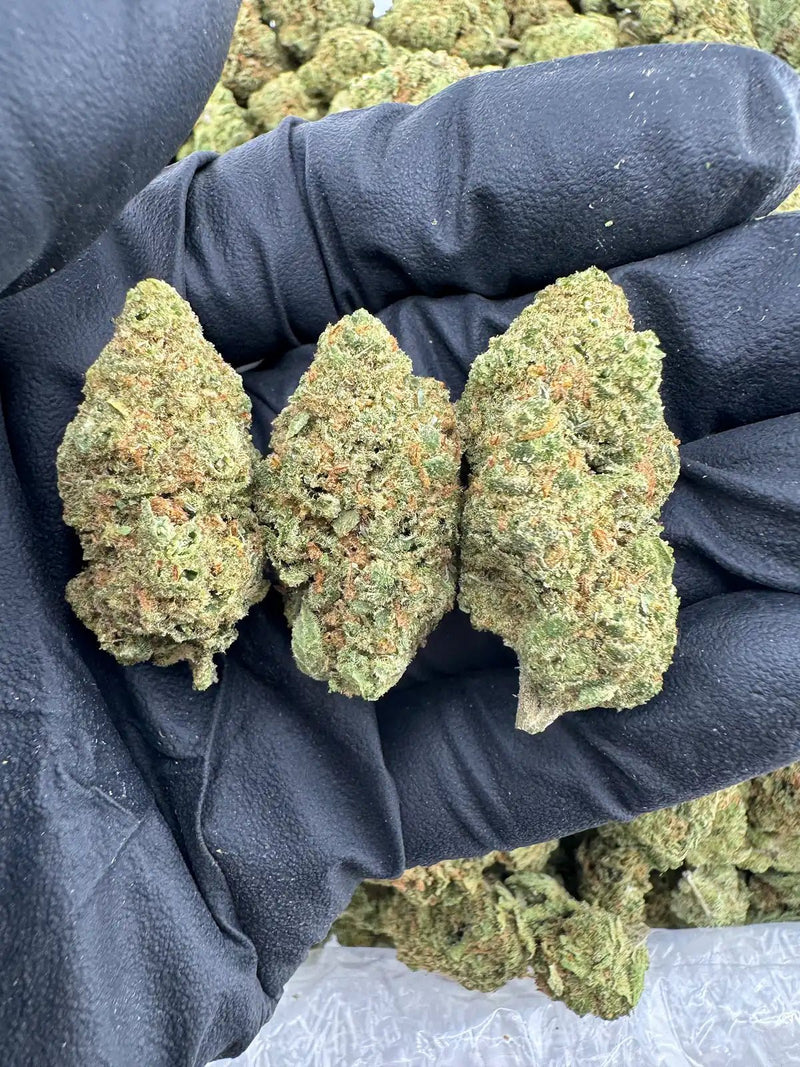 DS - Bulk Thca Indoor Exotic Flower - Jack Black - 30.47% - Indica - Bandit Distribution