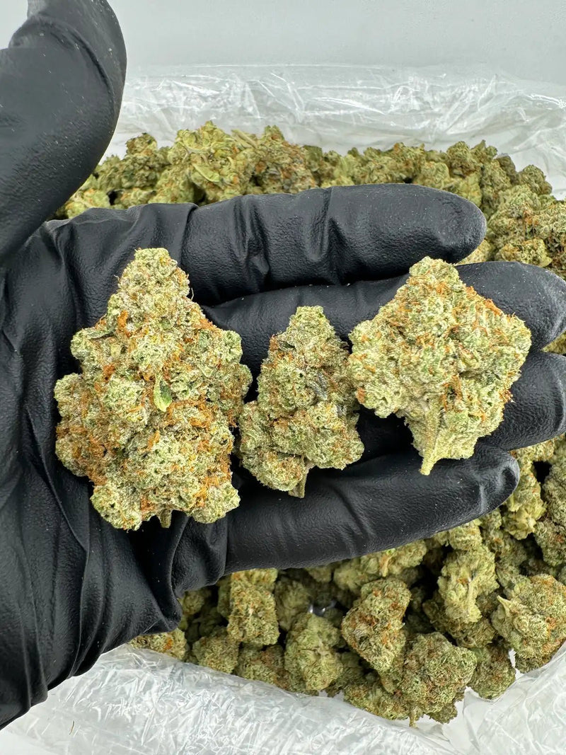 DS - Bulk Thca Indoor Exotic Flower - King Louie OG 28.85% - Indica - Bandit Distribution