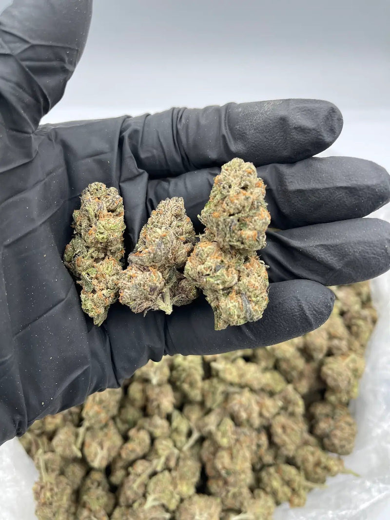 DS - Bulk Thca Indoor Exotic Flower - Meddellin 31.03% - Hybrid - Bandit Distribution