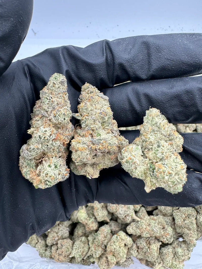 DS - Bulk Thca Indoor Exotic Flower - Mule Fuel OG 32.96% - Indica - Bandit Distribution