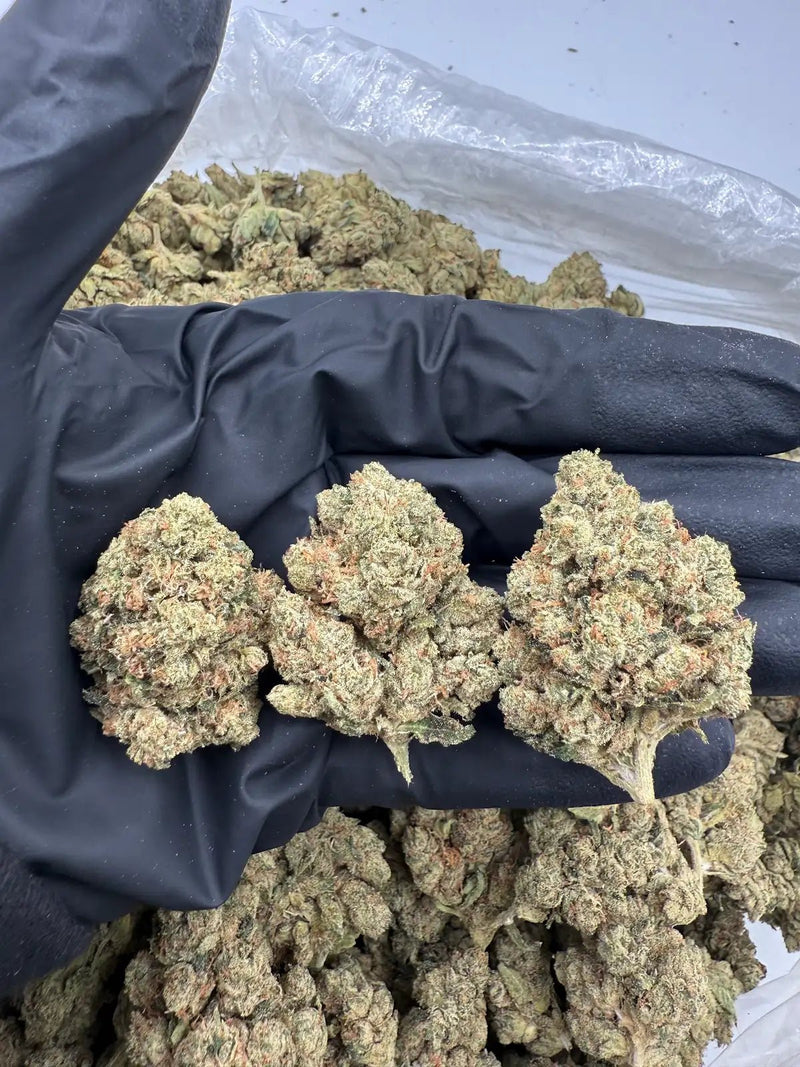 DS - Bulk Thca Indoor Exotic Flower - OG 33.38% - Indica - Bandit Distribution