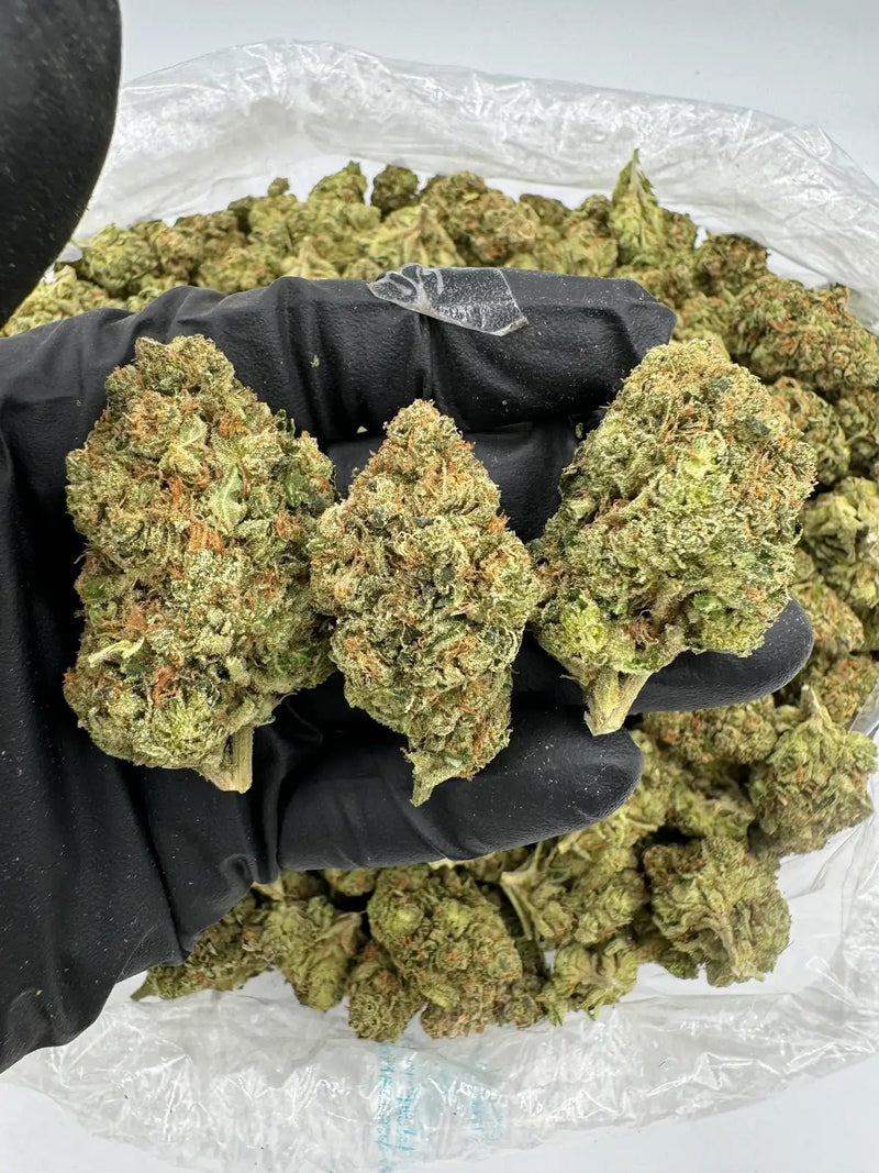 DS - Bulk Thca Indoor Exotic Flower - Orange Julius - 31.91% - Sativa - Bandit Distribution