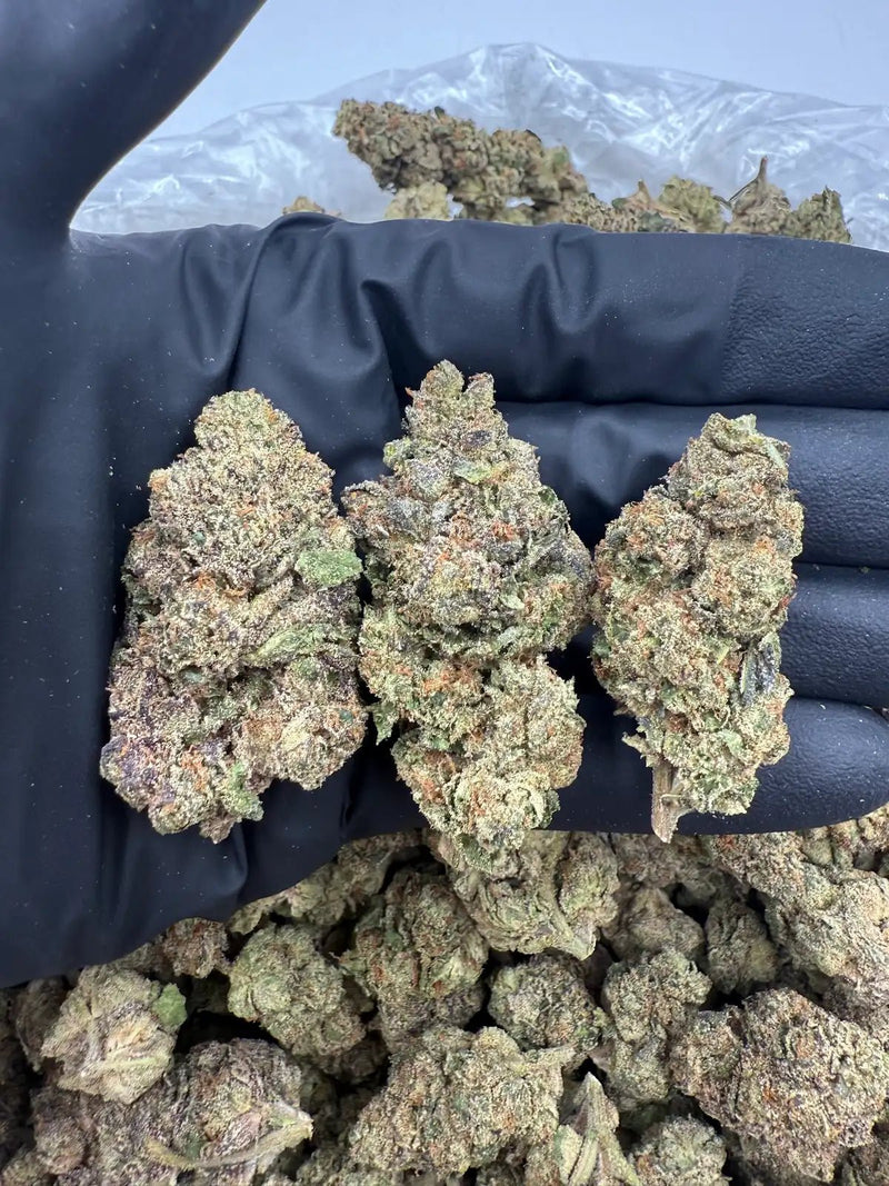 DS - Bulk Thca Indoor Exotic Flower - SCP 33.21% - Sativa - Bandit Distribution