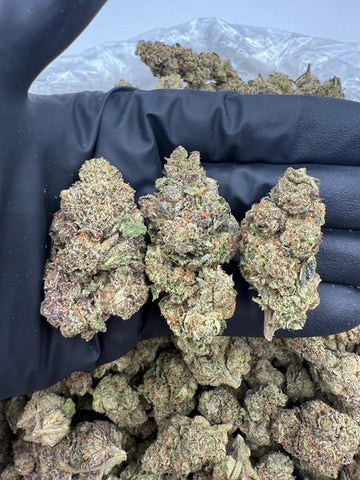 DS - Bulk Thca Indoor Exotic Flower - SCP 33.21% - Sativa - Bandit Distribution