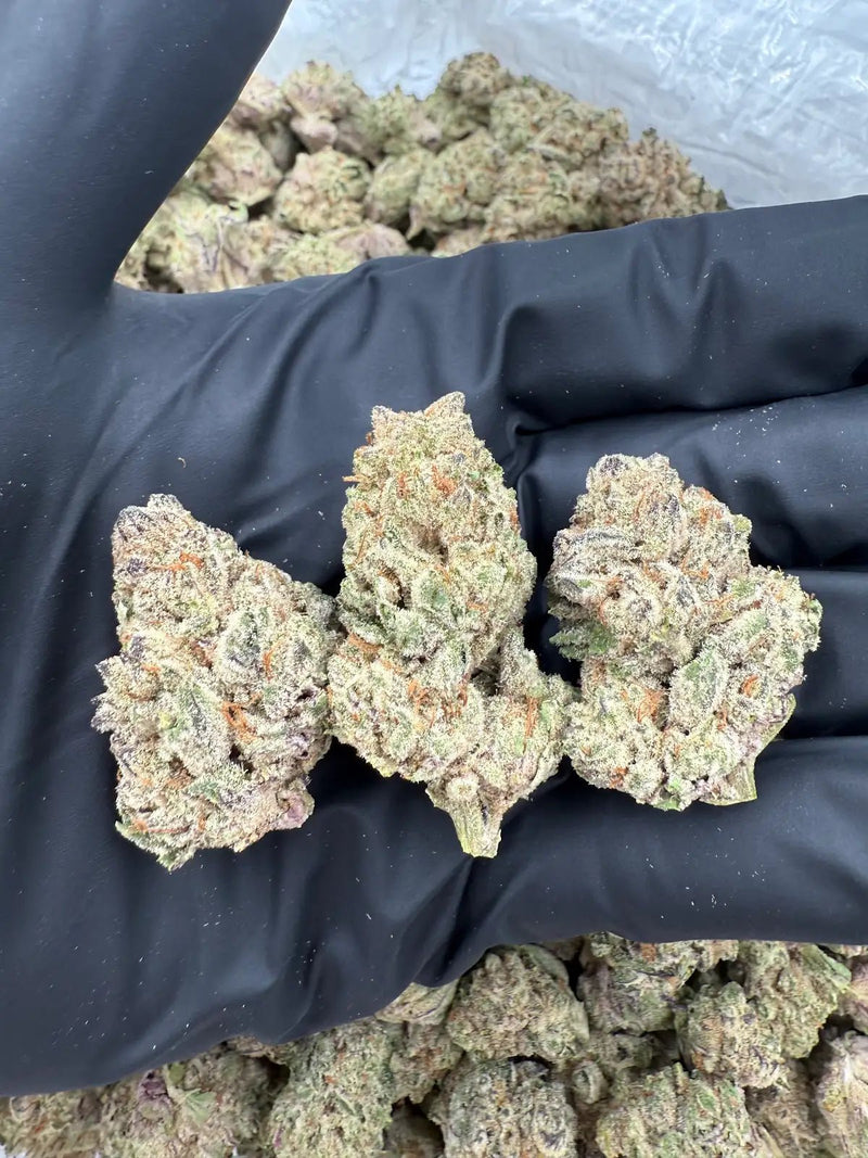 DS - Bulk Thca Indoor Exotic Flower - Sin Mintz 33.46% - Indica - Bandit Distribution