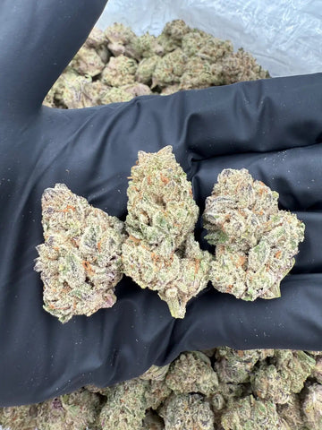 DS - Bulk Thca Indoor Exotic Flower - Sin Mintz 33.46% - Indica - Bandit Distribution