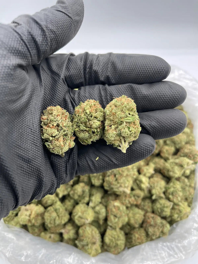 DS - Bulk Thca Indoor Exotic Flower - Sour Diesel 31.44% - Sativa - Bandit Distribution