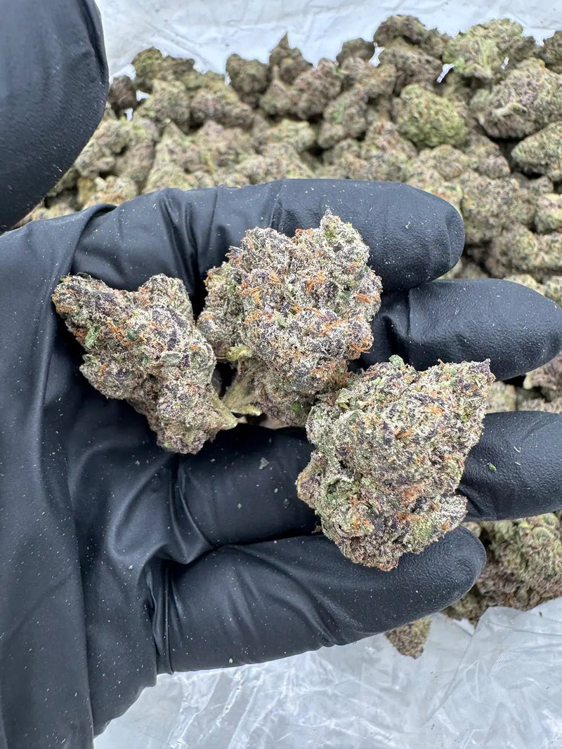 DS - Bulk Thca Indoor Exotic Flower - Strawberry Fritter 31.83% - Hybrid - Bandit Distribution