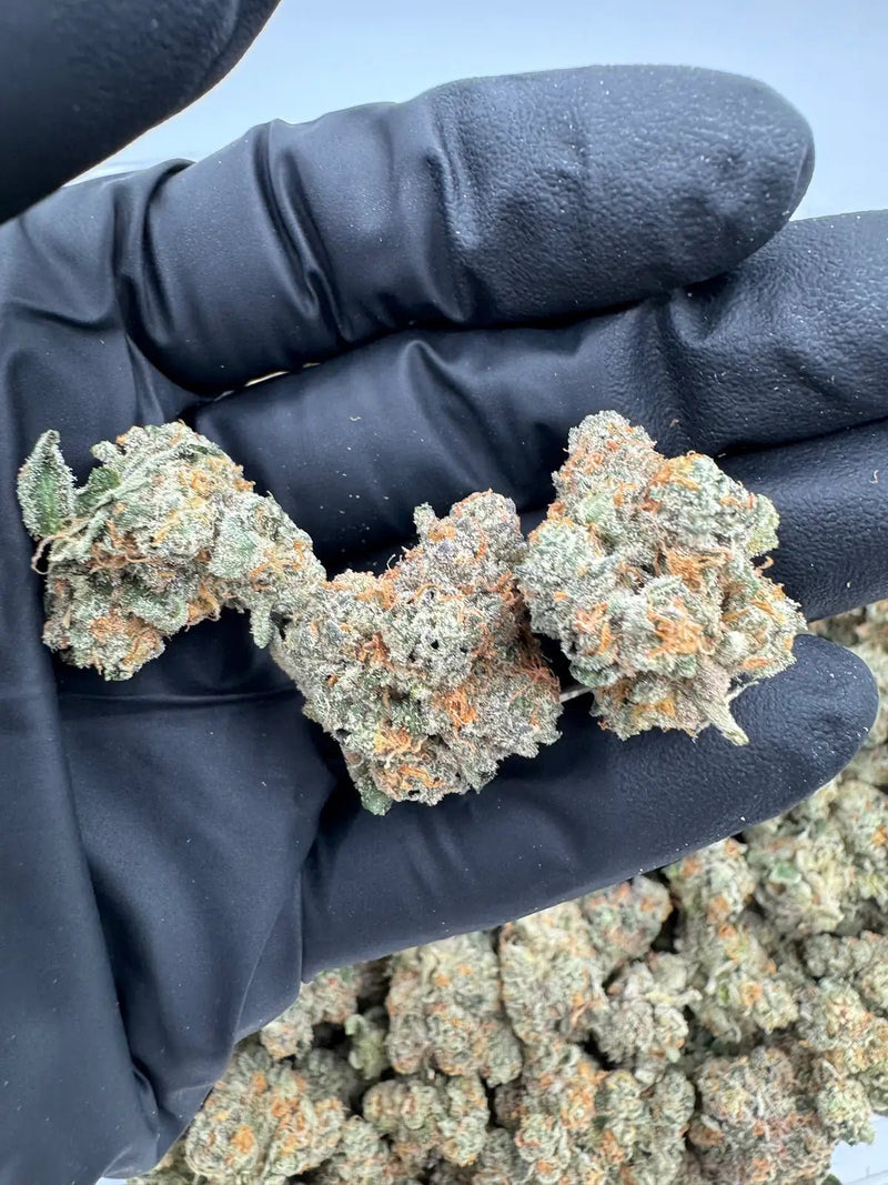 DS - Bulk Thca Indoor Exotic Flower - Sunset Strip 31.64% - Hybrid - Bandit Distribution