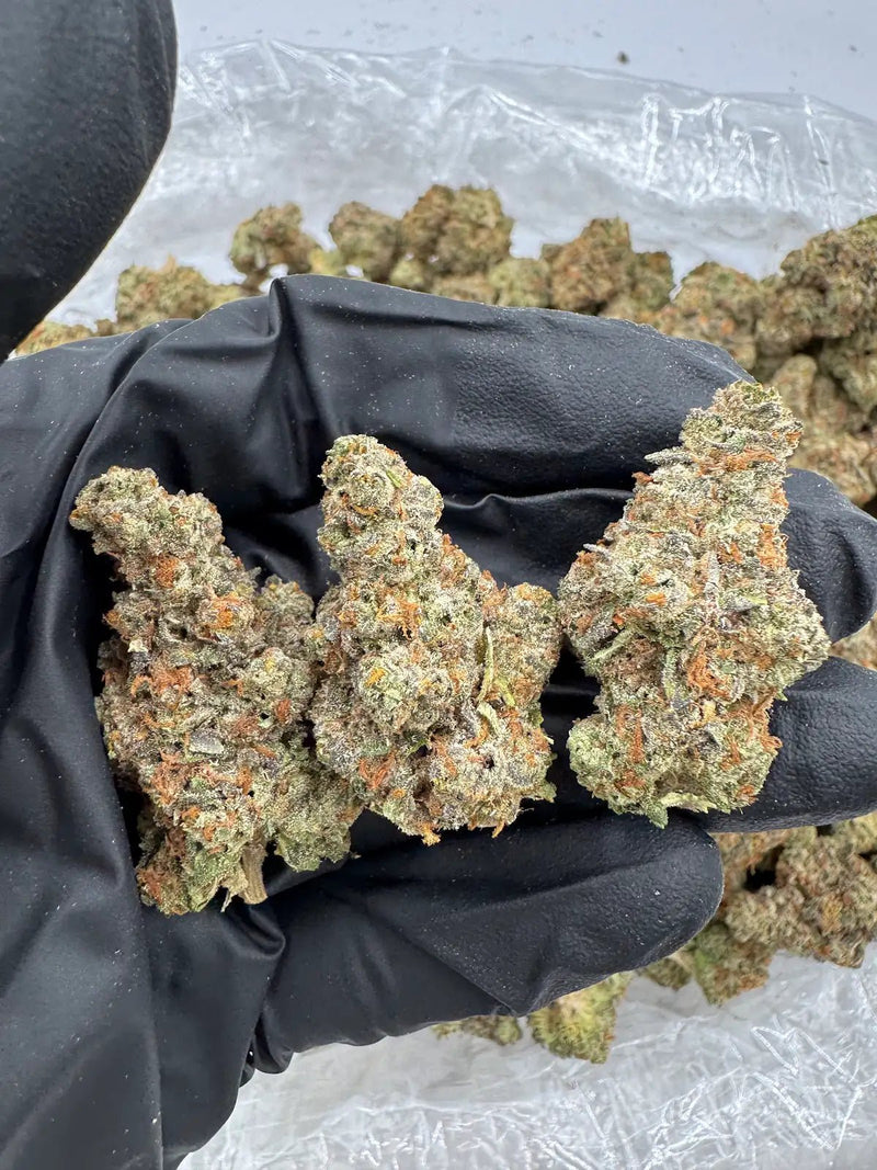 DS - Bulk Thca Indoor Exotic Flower - Truffle Butter 29.07% - Indica - Bandit Distribution