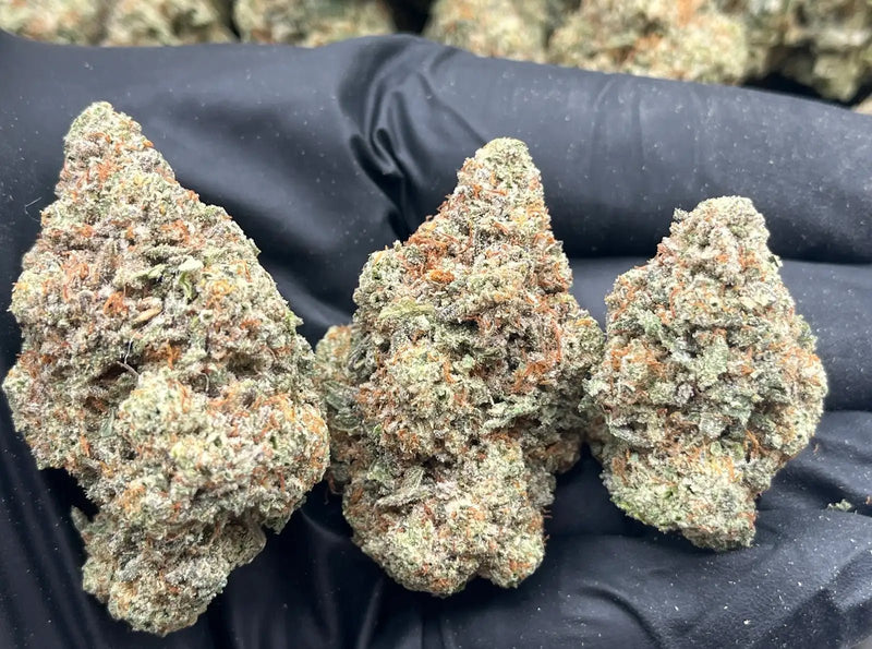 DS - Bulk Thca Indoor Plus Exotic - Animal Tsunami - 32.25% - Bandit Distribution
