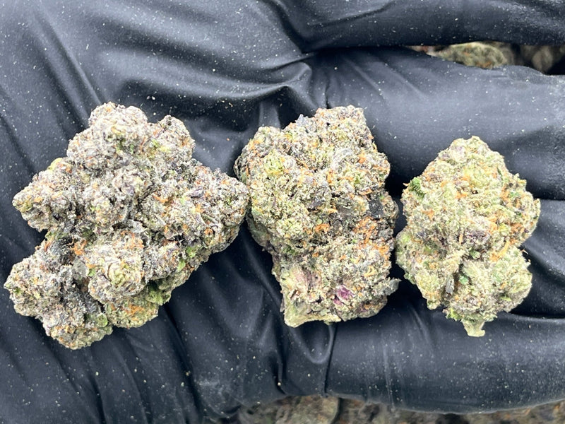 DS - Bulk Thca Indoor PLUS Exotic - Banana Sherb - 30.00% - Bandit Distribution