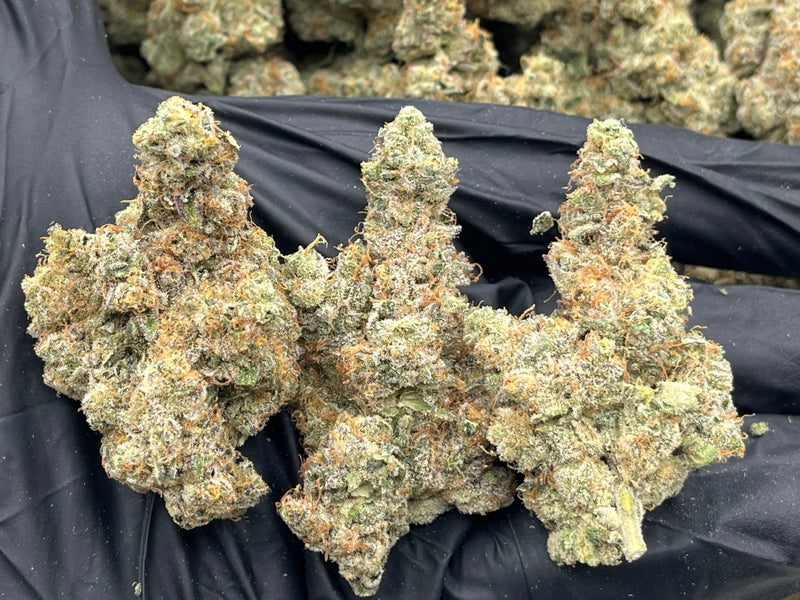 DS - Bulk Thca Indoor Plus Exotic - Blizzard Wizard - 32.87% - Bandit Distribution