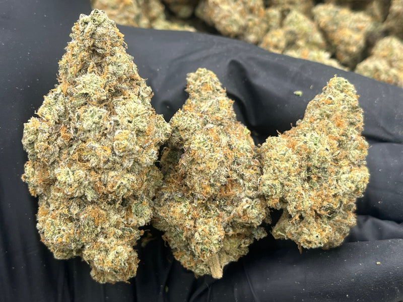 DS - Bulk Thca Indoor Plus Exotic - Pack Mule - 30.21% - Bandit Distribution