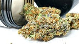 Bearly Legal THCa Flower - 3.5g - Gelato 41