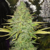 Green Mountain Genetics Seeds - Auto Flower And Feminized Packs