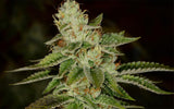 Green Mountain Genetics Seeds - Auto Flower And Feminized Packs Forest Fire - F