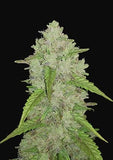 Green Mountain Genetics Seeds - Auto Flower And Feminized Packs Ultimate - AF